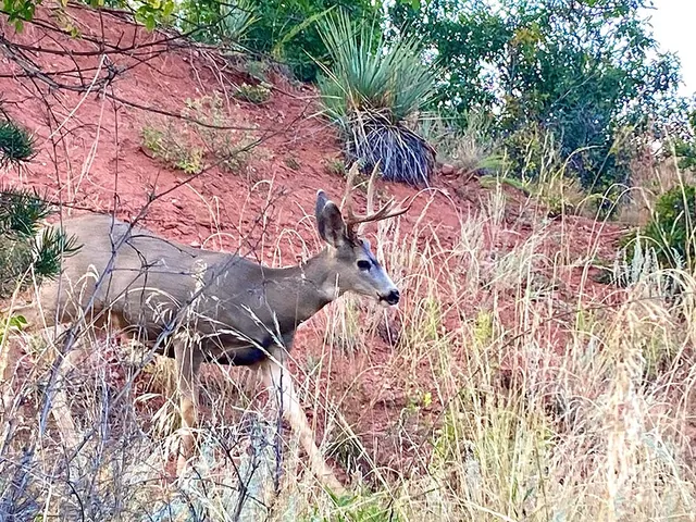 Buck, Red Rock Canyon